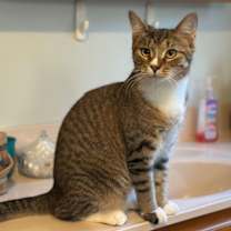 Thumbnail photo of Reed #1