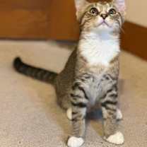 Thumbnail photo of Reed #2