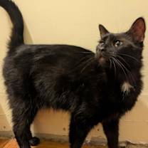 Thumbnail photo of Onyx #2