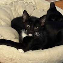 Thumbnail photo of Jalapeno #1