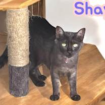 Thumbnail photo of Shay #1