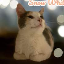 Thumbnail photo of Snow White #1