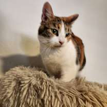 Thumbnail photo of Mamas #2