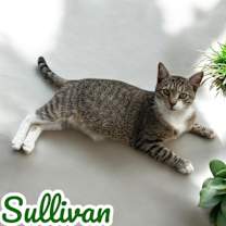 Thumbnail photo of Sullivan #1