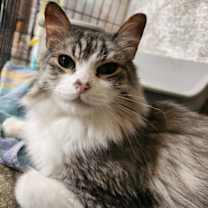 Thumbnail photo of Houdini #1