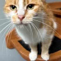 Thumbnail photo of Creamsicle #2