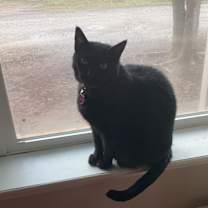 Thumbnail photo of Boo #1