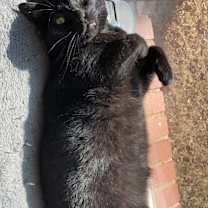 Thumbnail photo of Boo #3