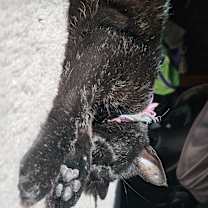 Thumbnail photo of Boo #4