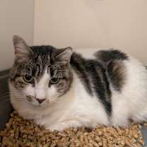 Thumbnail photo of Pretzel #2