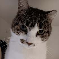 Thumbnail photo of Pretzel #3