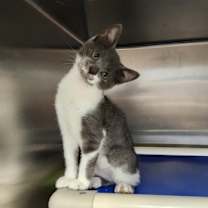 Thumbnail photo of Taylor #1