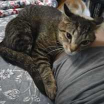 Thumbnail photo of Cheerio #2