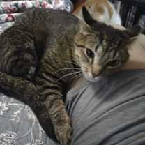 Thumbnail photo of Cheerio #4