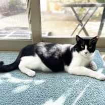 Thumbnail photo of Olive #2