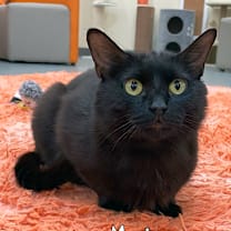 Thumbnail photo of Mari @ PAWZ pet cafe  #1