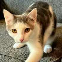 Thumbnail photo of KITTEN GIZMO #1