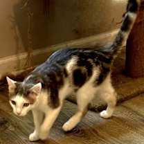 Thumbnail photo of KITTEN GIZMO #2