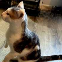 Thumbnail photo of KITTEN GIZMO #3