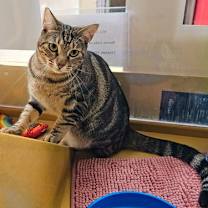 Thumbnail photo of Rove #2