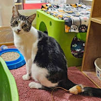 Thumbnail photo of Garmin #2