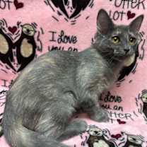 Thumbnail photo of Nebula #1