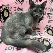 Thumbnail photo of Nebula #2