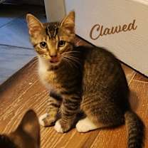 Thumbnail photo of Clawed Monet #artist-colony #1