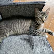 Thumbnail photo of Clawed Monet #artist-colony #3