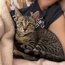 Thumbnail photo of Pixie #2