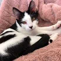 Thumbnail photo of Udderly #1