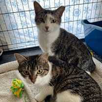 Thumbnail photo of Ely #4