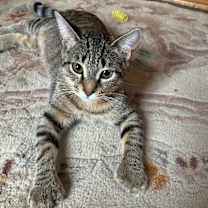 Thumbnail photo of Jazz #1