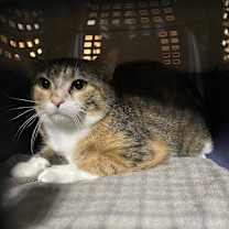 Thumbnail photo of Abednego #1