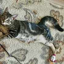 Thumbnail photo of Big Back #4