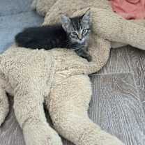 Thumbnail photo of Ezra #2