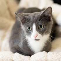 Thumbnail photo of Zeni #2