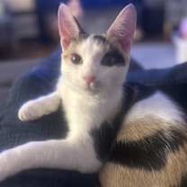 Thumbnail photo of Melody #3