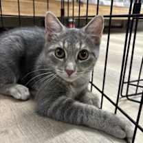 Thumbnail photo of GENNA #2