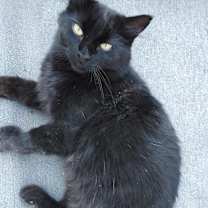 Thumbnail photo of Little Bear #1