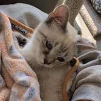 Thumbnail photo of Tempest - PENDING ADOPTION #2