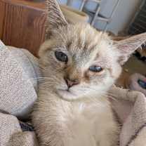 Thumbnail photo of Tempest - PENDING ADOPTION #3