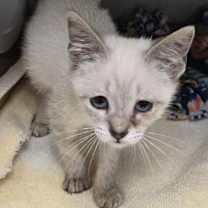 Thumbnail photo of Tempest - PENDING ADOPTION #4