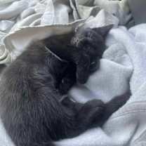 Thumbnail photo of Dakota #1