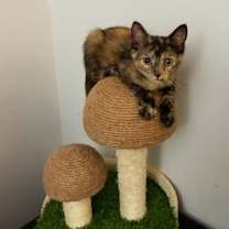 Thumbnail photo of Sage Walton #1