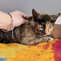 Thumbnail photo of Romy #1