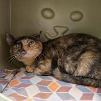 Thumbnail photo of Romy #2