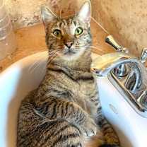 Thumbnail photo of CHARLIE #2