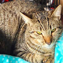 Thumbnail photo of CHARLIE #3