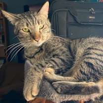 Thumbnail photo of CHARLIE #4